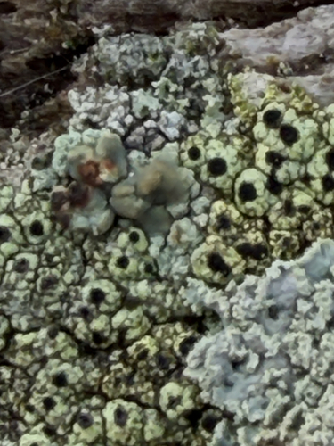Calicium tigillare observed 2026-10-02