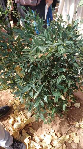 Heavenly bamboo