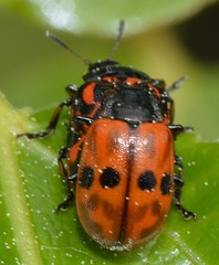 Chrysomela aeneicollis