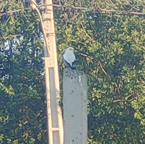 White Monjita