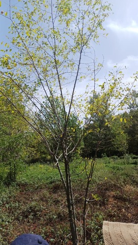 black locust