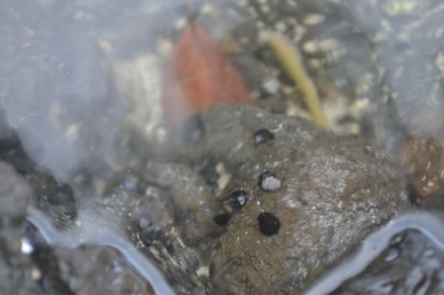 Neritina neglecta observed 2026-08-29