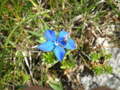 Gentiana bavarica bavarica