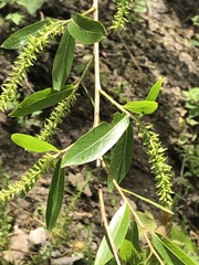 Salix