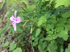 Phlox adsurgens