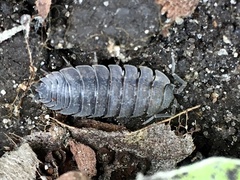 Porcellio scaber
