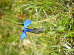 Gentiana bavarica bavarica