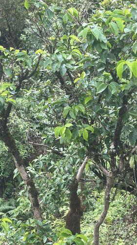 Antidesma platyphyllum observed 2026-10-03