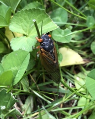 Magicicada cassinii