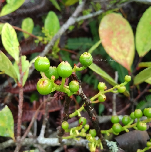 Vaccinium laurifolium observed 2025-02-18
