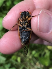 Magicicada cassinii