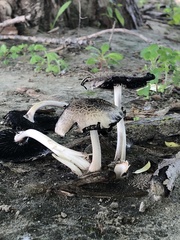 Coprinopsis