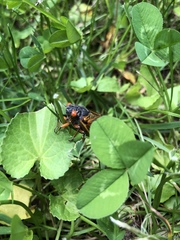 Magicicada cassinii