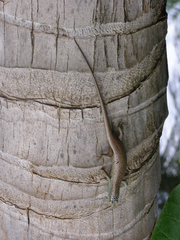 Dasia olivacea