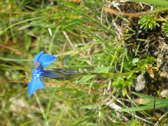 Gentiana bavarica bavarica