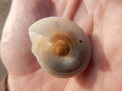 Architectonica