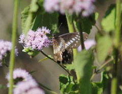 Catasticta flisa flisa