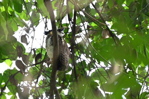 Bubo sumatranus, 2026-10-02