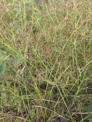 Fimbristylis autumnalis observed 2026-10-03