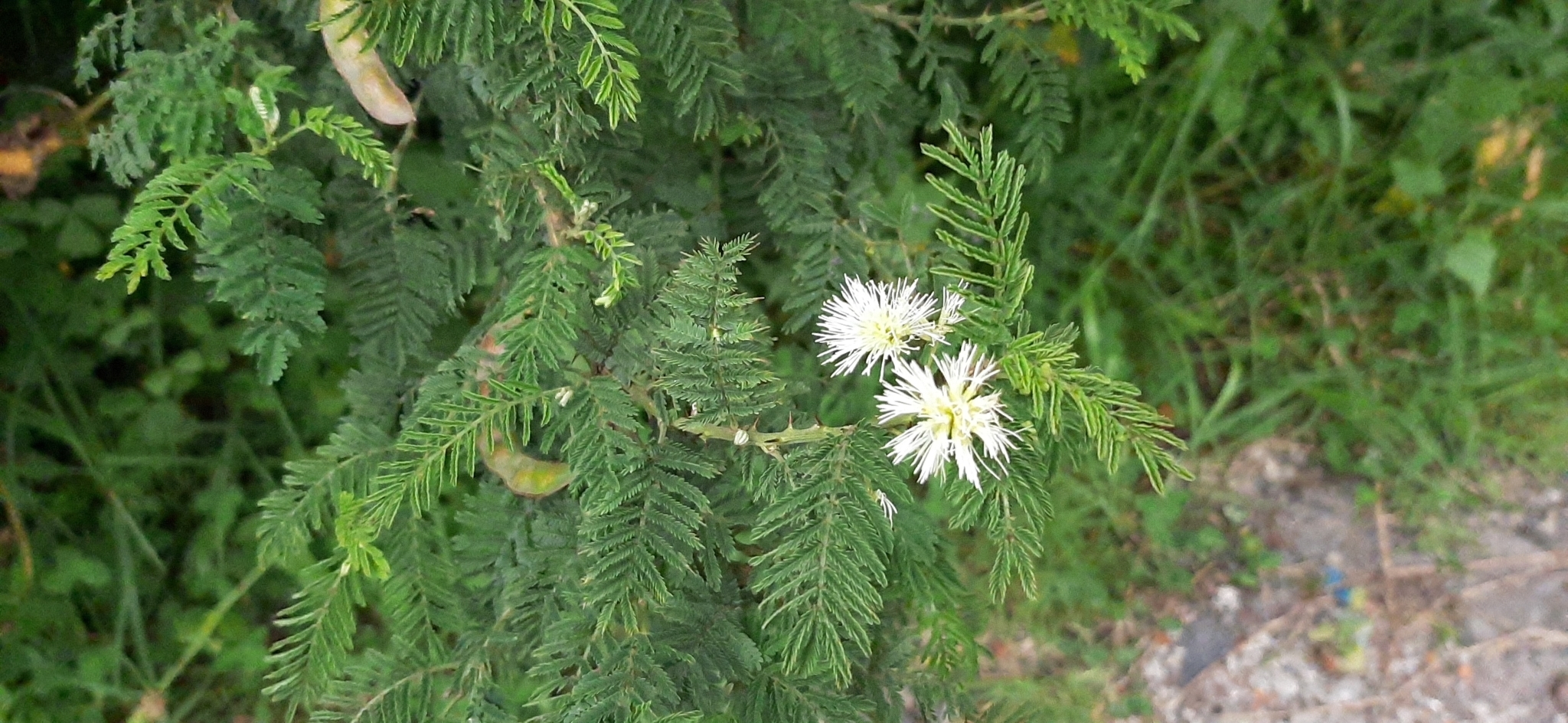 Mimosa quitensis image