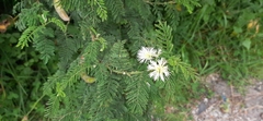 Mimosa quitensis