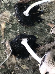 Coprinopsis