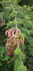 Mimosa quitensis