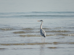 Ardea cinerea