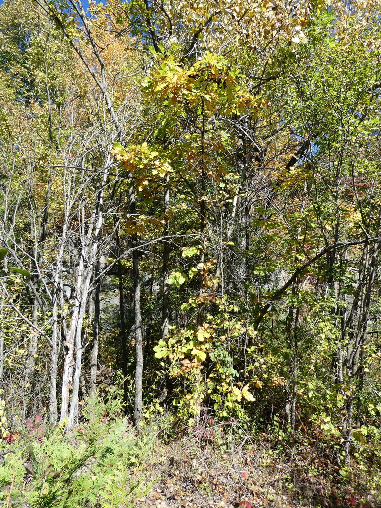 A woodland edge of young oaks and birches, partly yellow and orange and partly still green.