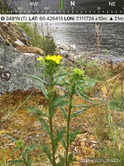 Erysimum virgatum
