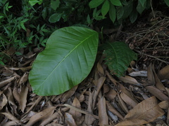Coccoloba caracasana