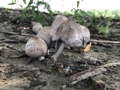 Coprinopsis