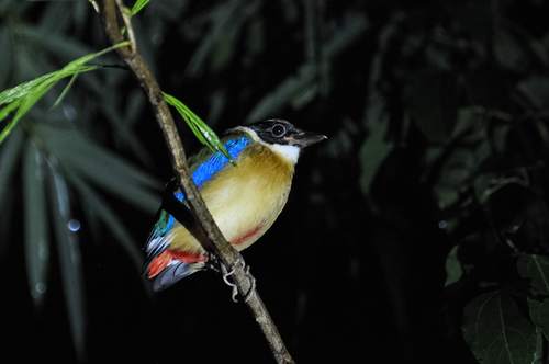 Pitta moluccensis, 2026-09-29