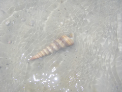 Turritella