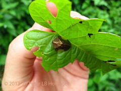 Cyrtonota serinus