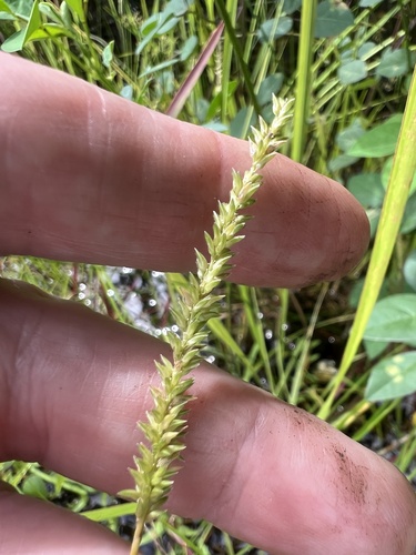 Sacciolepis indica observed 2026-10-03