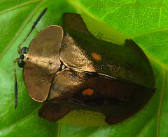 Cyrtonota serinus