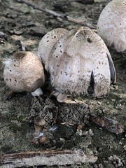 Coprinopsis