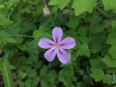 Phlox adsurgens