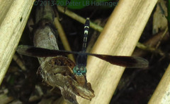 Erythrodiplax attenuata