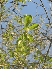 Cordia alliodora