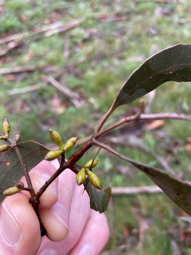 Eucalyptus viminalis observed 2026-10-04