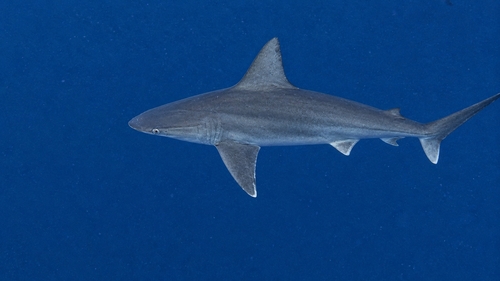Carcharhinus plumbeus, 2026-10-03