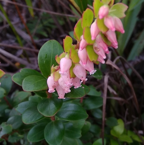 Vaccinium lucidum observed 2019-11-24