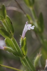 Hedeoma reverchonii serpyllifolia