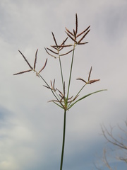 Cyperus articulatus