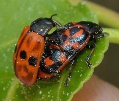 Chrysomela aeneicollis
