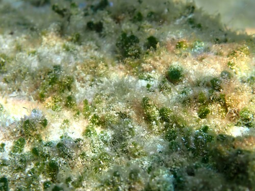Dasycladus vermicularis observed 2026-10-03