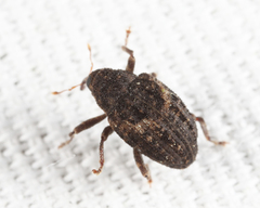 Eubulus obliquefasciatus