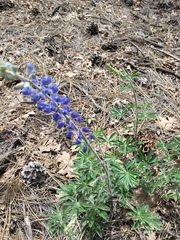Lupinus hillii